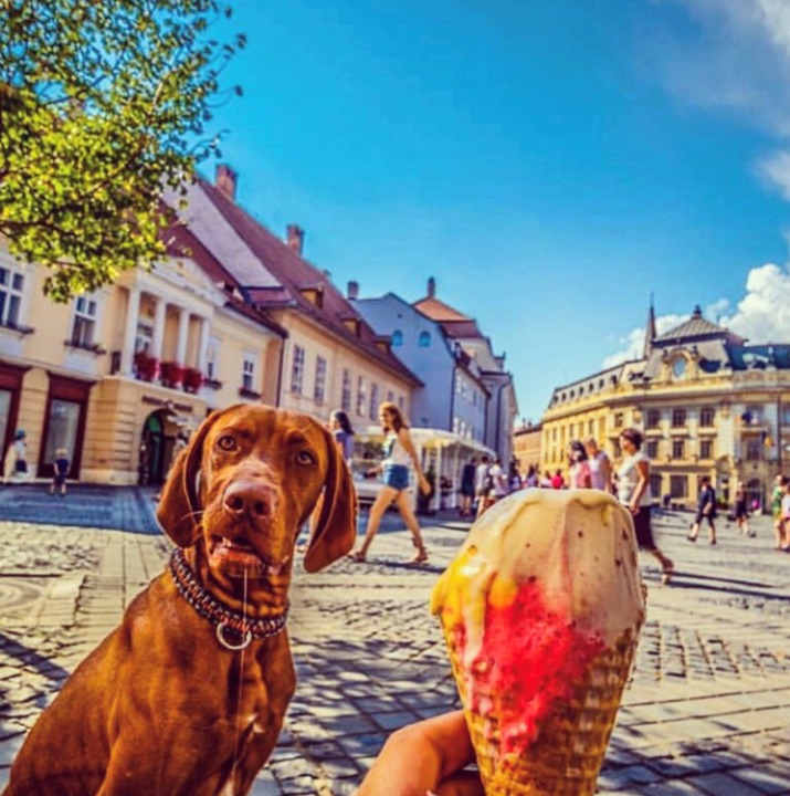 Where can you find the best ice cream in Sibiu?
