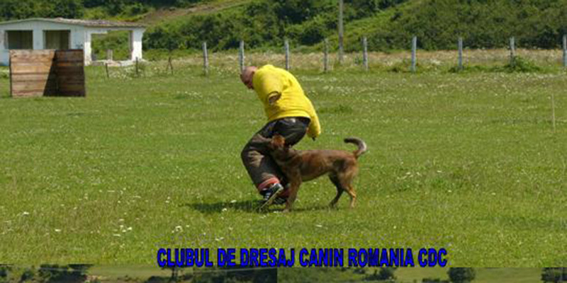 Clubul de Dresaj Canin România